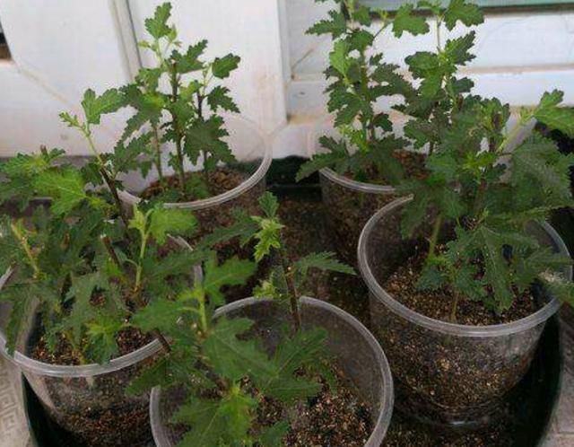  『直射光』开花机器小木槿，花期持久花量大，春夏养护有方法