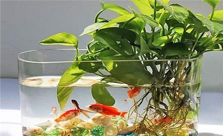  #水里#芦荟发财树黄叶又烂根？赶紧扔水里，越长越来劲