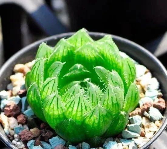 盆栽■十二卷属多肉里常见的5种盆栽,软叶和硬叶你更喜欢哪一种呢