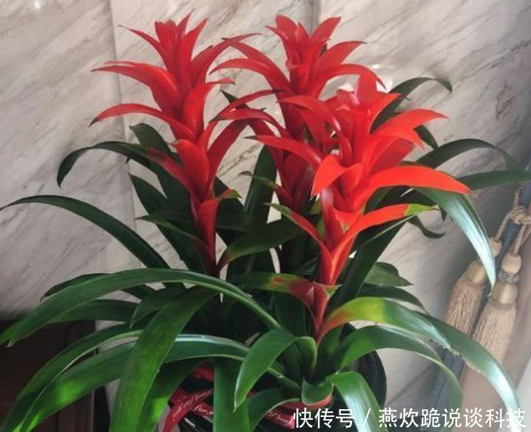 「漂亮」“4种花”养家里,漂亮养眼,简单养护就能长得旺,花美心情好!