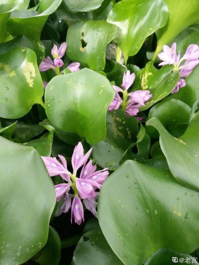  「春天」40种小野花，春天开得正美，挖几棵回家，不用买花了！