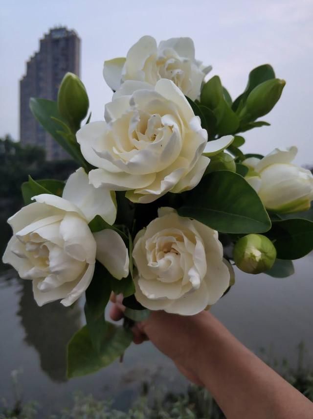  『养护栀子花』养栀子花，要注意3多1少，花大又稠密