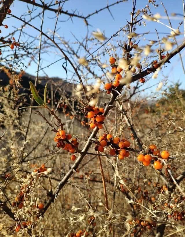 去巡山，草木白、青松翠、沙棘黄，初冬邂逅最美山色