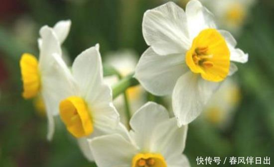 网带:过年送人什么花好盆栽?考拉园艺网带你了解过年如何送人盆栽