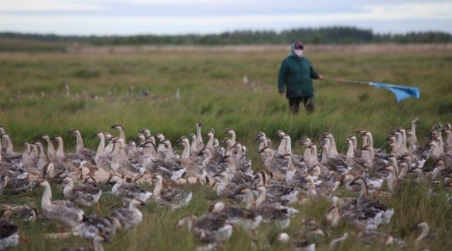 农民不要乱搞养殖，此3种情况是违规的，被发现可能被拆除
