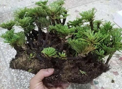  【种植】山坡下的石头缝里，1种“还魂草”不多见，挖2棵种植，变小盆栽
