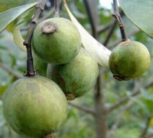 这种野果一斤上百元，以前农民当它是零食，如今成为农民赚钱新宠