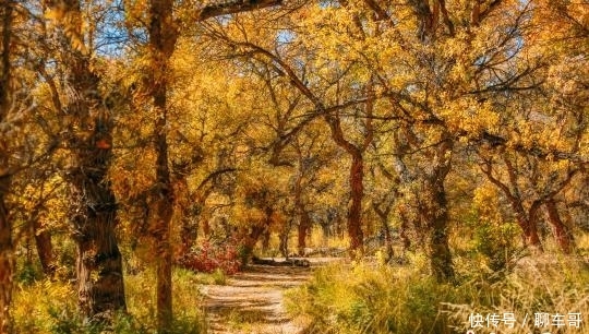 “金胡杨”迎来克拉玛依乌尔禾旅游热