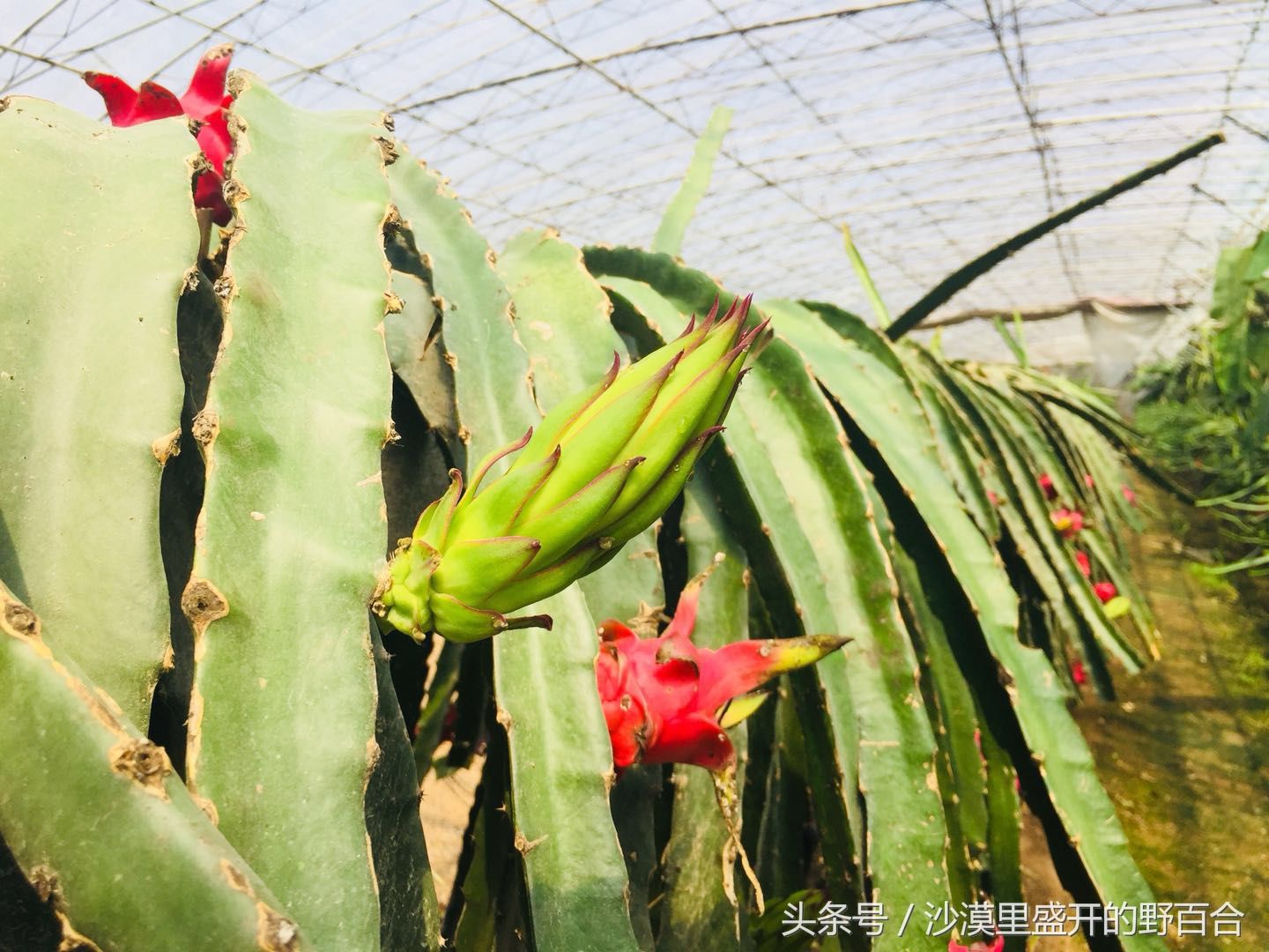 遇土生根的红心火龙果 自己采摘才10块钱一斤