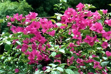  【叶子花】光叶子花，别名三角梅，花紫色或洋红色