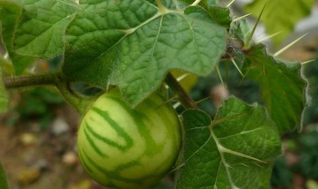  价值：山沟沟一种带刺的野草，名叫“刺天茄”，繁殖快结果子，价值高