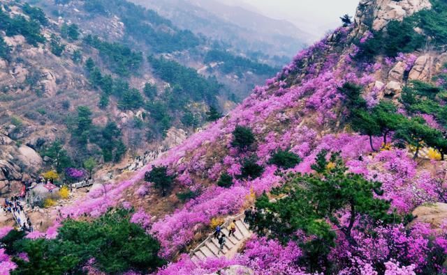 看万亩杜鹃花海开成一片，感受春花浪漫，如诗如画