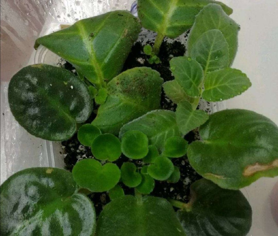 适合:这5种花草,适合在春天扦插,掐个枝条插土里,大白根呼呼地冒!