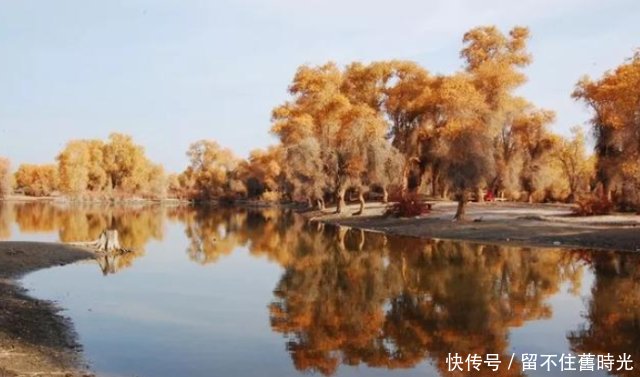  [新疆]中国胡杨在新疆，新疆胡杨看沙雅，沙雅胡杨甲天下！