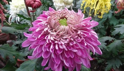  [我国]盘点我国的十大名菊，不养一盆岂不辜负了这盛世美颜，眼馋极了