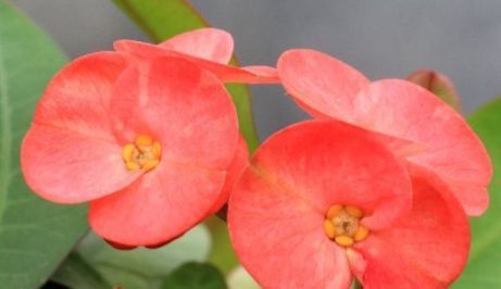  「三角梅」春天试养这几款花，全年花开不断，开花色泽鲜艳，花香四溢，超美