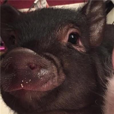 2018年8月18号猪价格，非洲猪瘟来临，有猪尽量卖吧