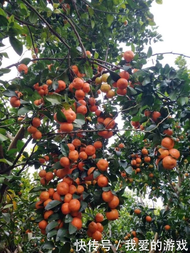 砂糖橘，天使的面孔背后，是魔鬼！