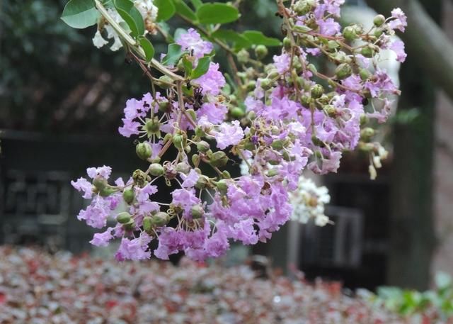  『紫薇』你知道花中“百日红”是什么吗？