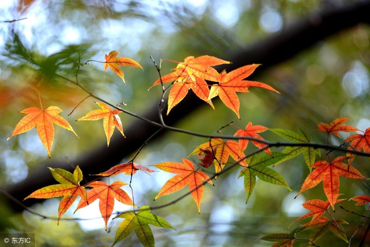 如此美妙的秋景，你若在，该有多好