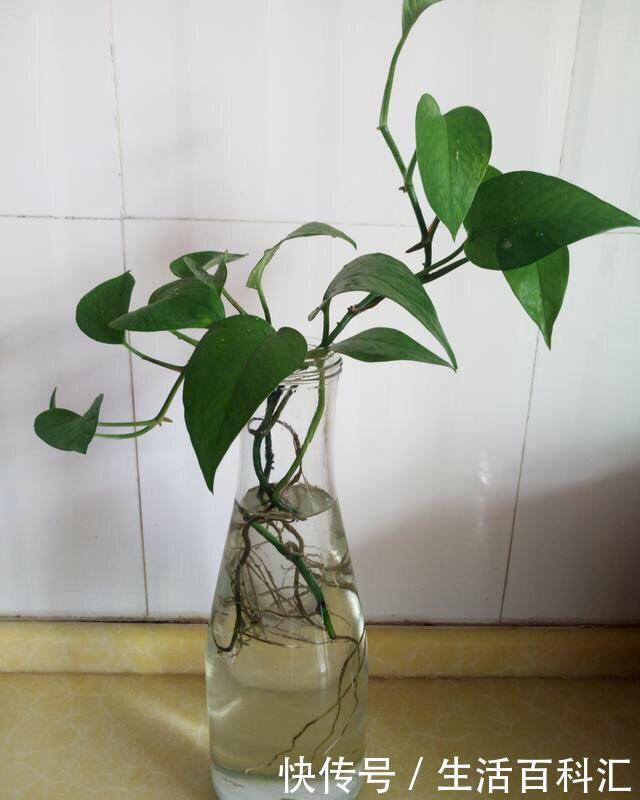  「天一」养花技巧：安全度夏水培花，天一热就养它，1杯水养爆盆