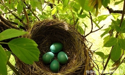  「鸟巢」农村鸟巢，大多朝天而建，专家费解：下雨不怕淋湿？老