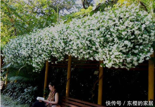 香飘|院子里不要乱种花,五一后此花要栽2棵,花开190天,香飘满院