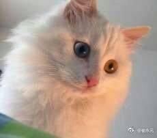 崔永元终于回应黄毅清了：黄大娘编的故事没一条真的！法院见吧