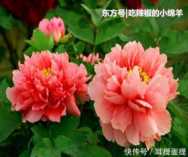  「妻子」对老婆最好的四生肖男，相处越久感情越好，你上榜了吗