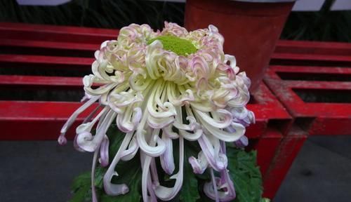  『美艳』喜欢菊花，不如养盆“极品菊花”沽水流霞，似流霞飞舞，美艳高贵