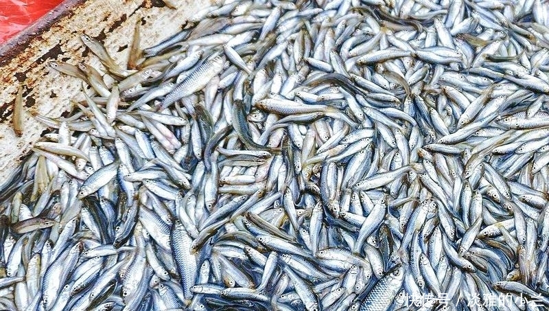  「欧洲」一天吃蚊子300只？如今成功入侵欧洲，国内9元一斤成为