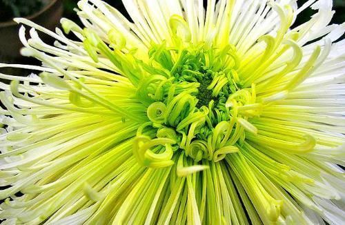  「铜钱草」喜欢菊花，首选此款“菊中精品”绿萍，似绿翠青颜，美丽清奇！