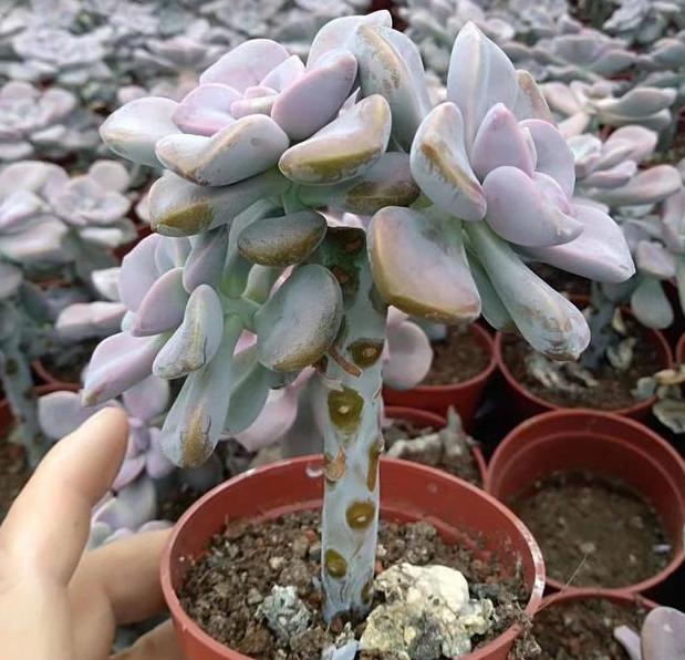  【变肥】紫乐多肉叶子发软？避开4个''误区''，植株叶片变肥、上色快