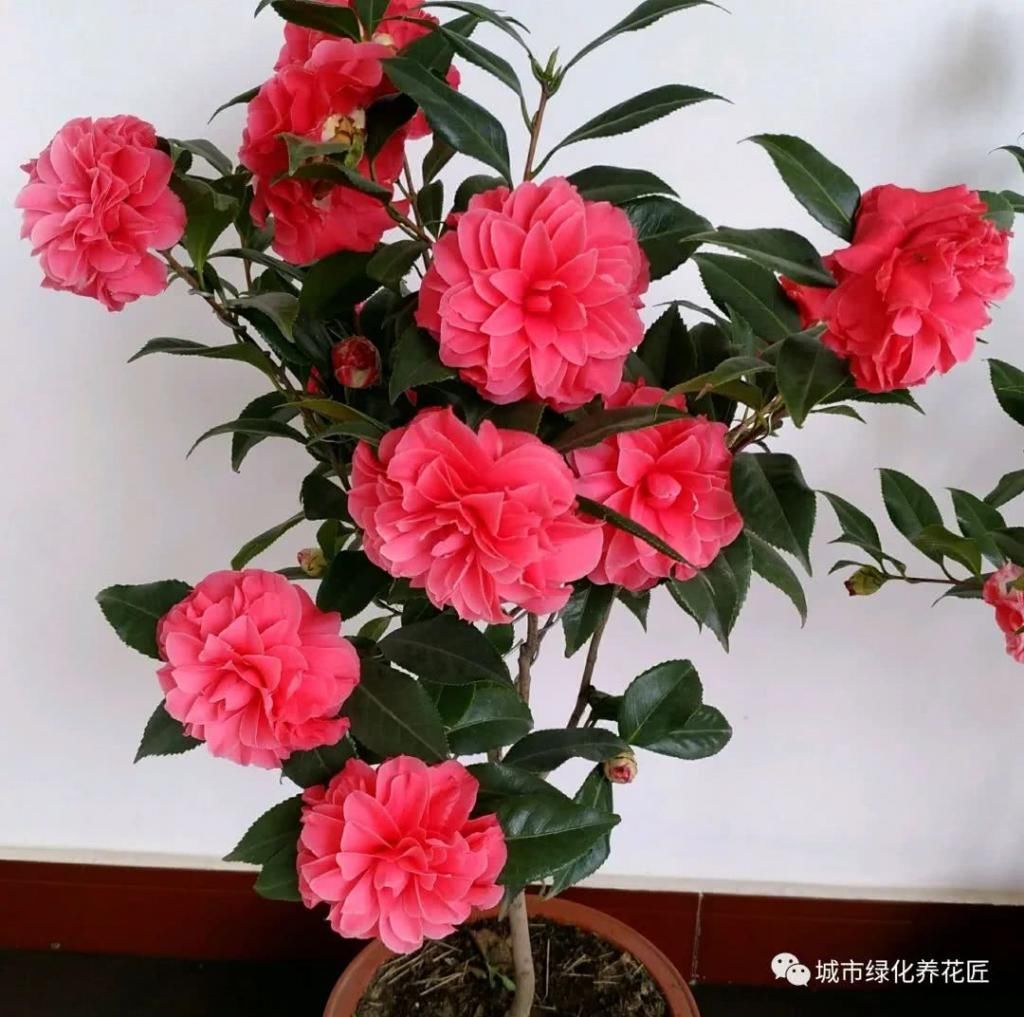  【枝条】茶花新芽一直不展叶抽枝条？养茶花，心急您就失败了一半