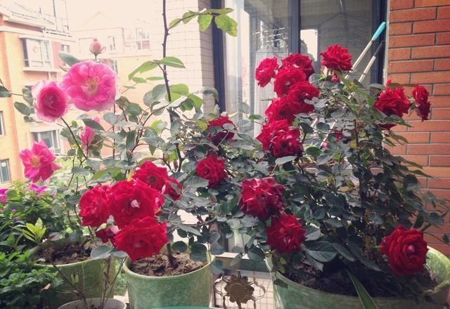  「牡丹」这15种自带“好运”的花，素来招人爱惜，别样雅称更是吸引人