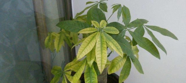  『橘子皮水』杜鹃栀子茉莉花，生长季爱黄叶，几种方法能改善，叶绿根壮开花多