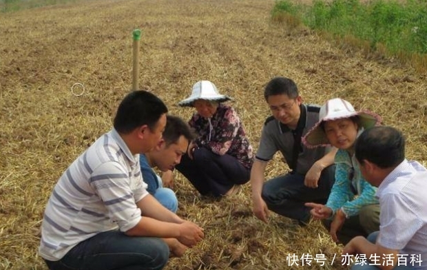  「秸秆」农村实行禁止焚烧秸秆，老农却提出4个问题，专家被问的