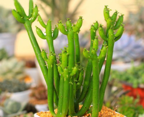  爱又恨@虽然这4种植物颜值高，却是带“毒”的植物，告诉爸妈引起重视