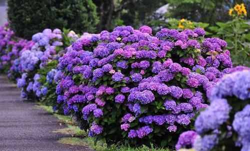  「植物」新居养这些植物，吸收甲醛净化空气，还可观赏