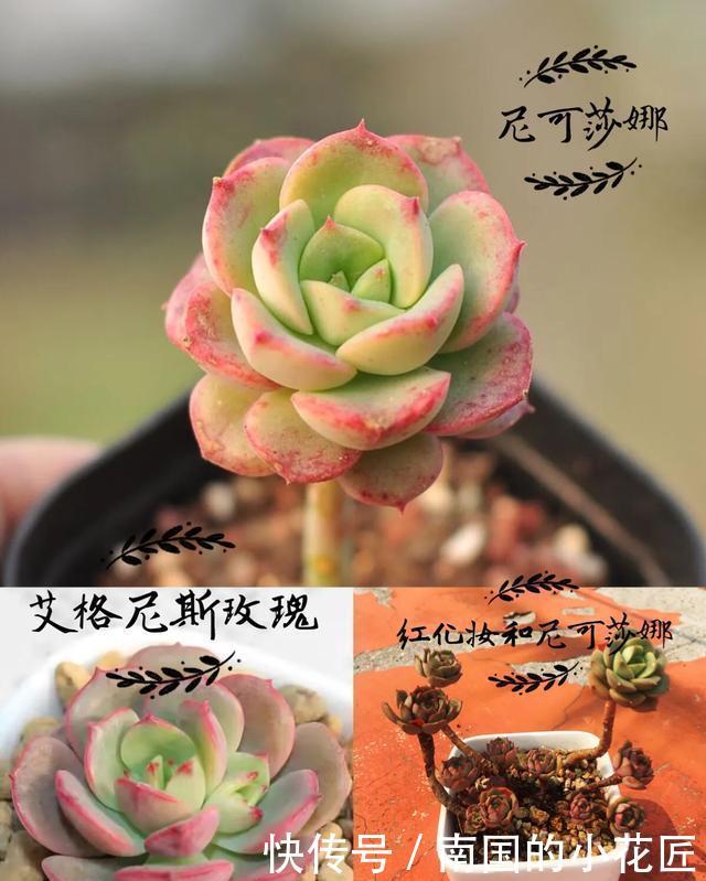 玫瑰■【多肉区分】艾格尼斯玫瑰、尼可莎娜、红化妆,姐妹三个?
