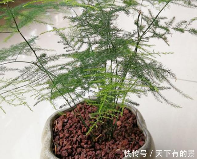 得摸|文竹不能总“苦养”,这4个“窍门”得摸通,才能绿油油、叶不黄