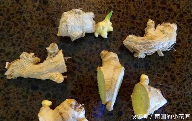  『生姜』“冬吃萝卜夏吃姜”，春天盆栽生姜做好3步，夏天看花食用两不误