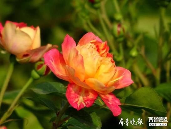  『月季』多姿多彩的花中皇后——月季