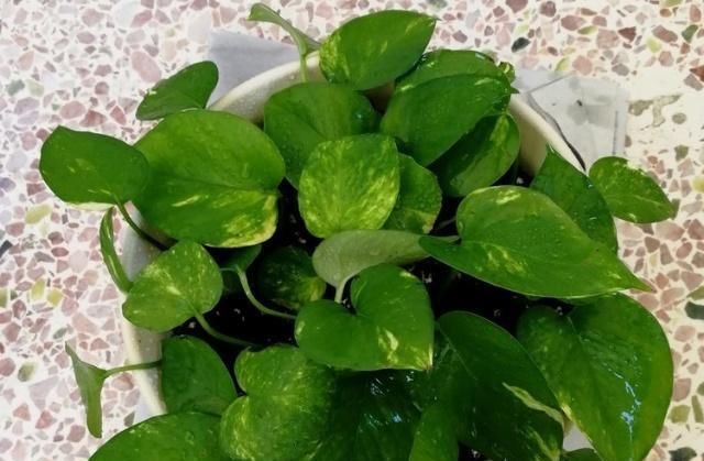  不难■花叶绿萝不难养，用上这3个“攻略”，疯窜个不停！