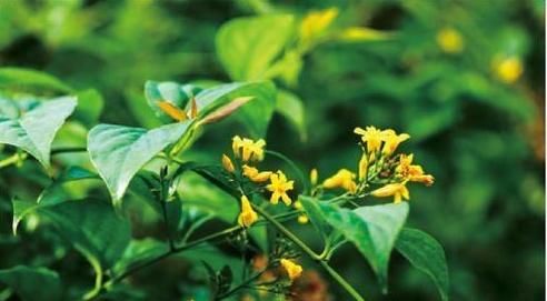  【毒植物】这东西，人称“断肠草”，山中常见，价值珍贵却有毒，遇见别乱碰