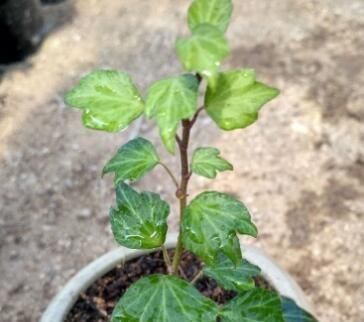  【阳光】常青藤，扦插1个枝，一年长一大片，没有阳光、浇点水也能长爆盆