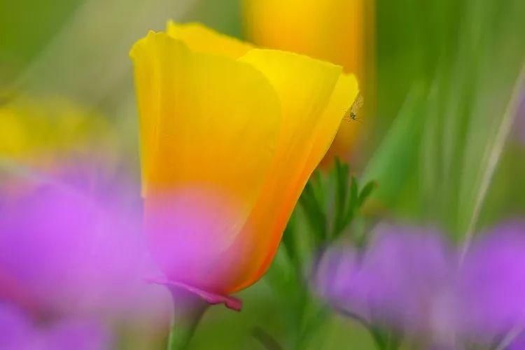 8种花卉摄影满分创意，带你走向摄影大神之路