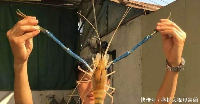 “淡水虾王”入侵中国，个体重达600克，国人却希望赶快泛滥起来