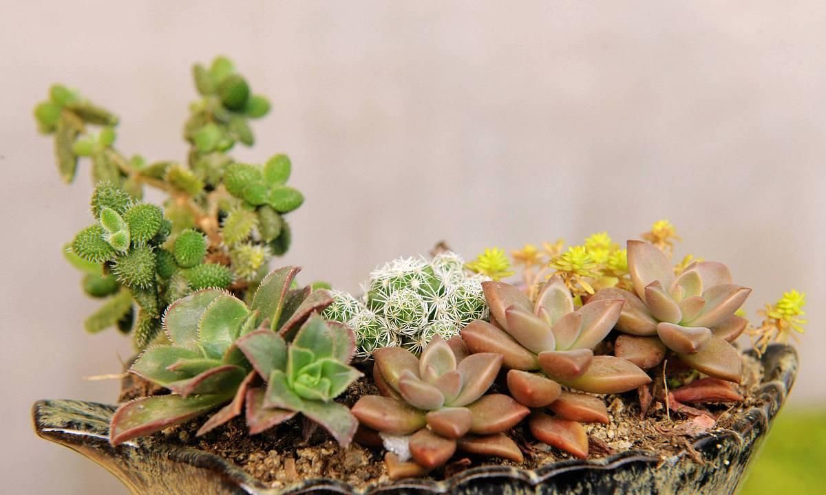  [金钱木]好看好养又不贵的5种多肉植物，能“旺财”