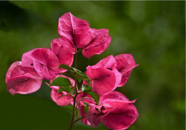  能爆盆|3种花很受欢迎，开花漂亮很好养，花期长达半年，花色丰富能爆盆